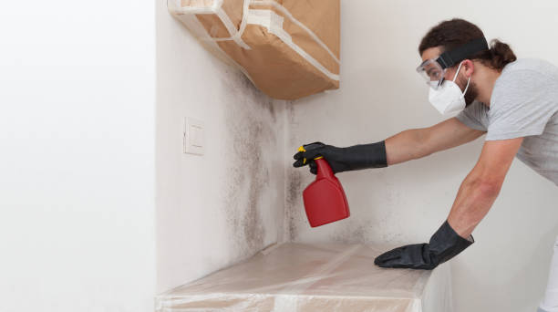 Professional Basement Mold Removal technician working in Spotsylvania, VA