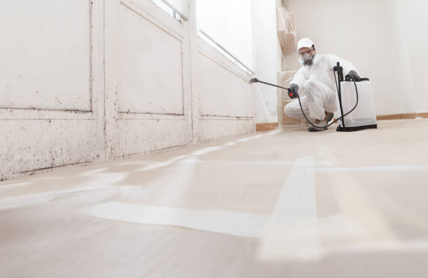 24/7 Emergency Basement Mold Removal experts in Spotsylvania, VA