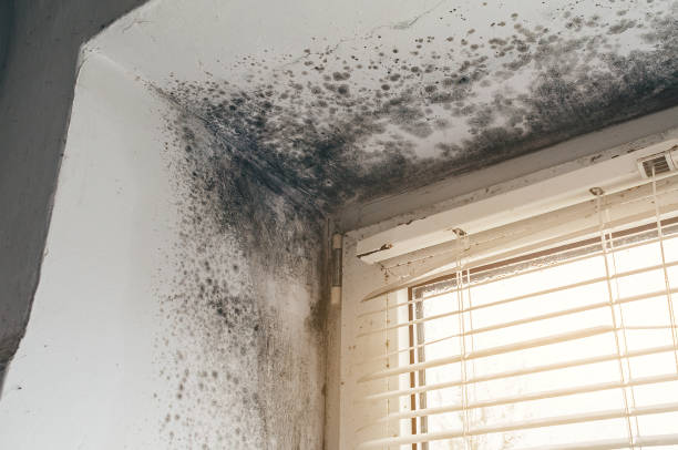 Affordable Basement Mold Removal solutions in Spotsylvania, VA