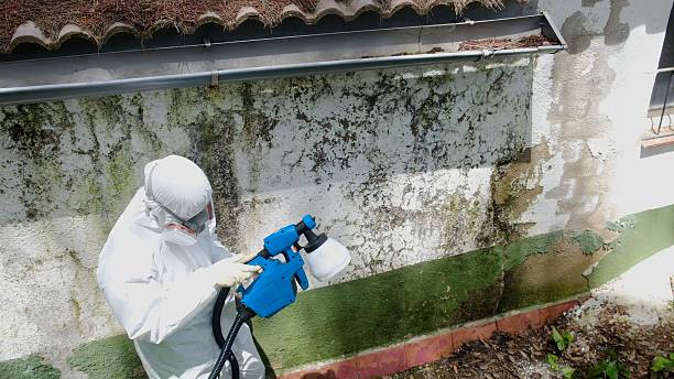 Top rated local Basement Mold Removal specialists in Spotsylvania, VA